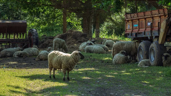 Svart Huvud Flock Får Äter Grönt Gräs Och Sover Lurvig — Stockfoto