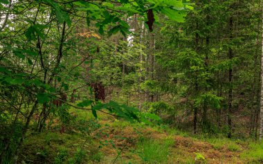 Yeşil ağaçlar ve kuru zemin doğal ormana, ağaç yaprakları, yumuşak ağaçlar ve yeşil çimenler