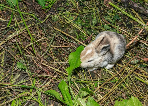 Маленький Пушистый Светло Коричневый Кролик Фермерское Животное Ест Зеленую Траву — стоковое фото