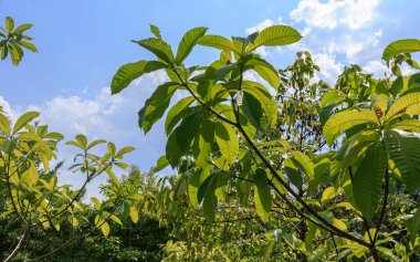 Açık yeşil yapraklı ağaç yığını güneşli bir günde ve mavi gökyüzünde