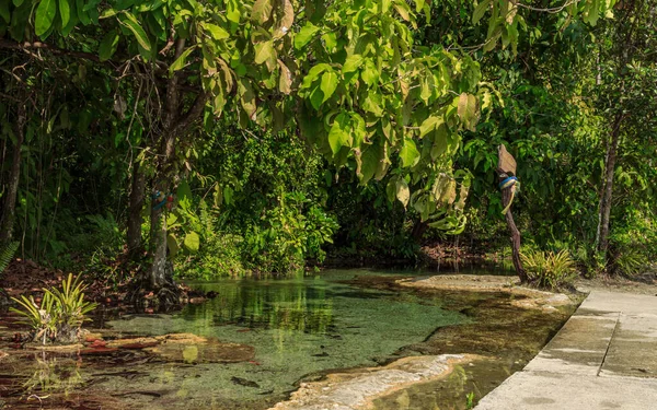 Национальный Аквапарк Таиланда Небольшой Природный Бассейн Зеленые Листья Деревьях — стоковое фото