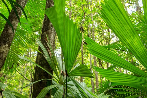 Palmiye ağaçlarındaki büyük yeşil yapraklar.