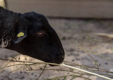 Riga hayvanat bahçesinde yemek yiyen koyunları siyah yün iyileştirir.