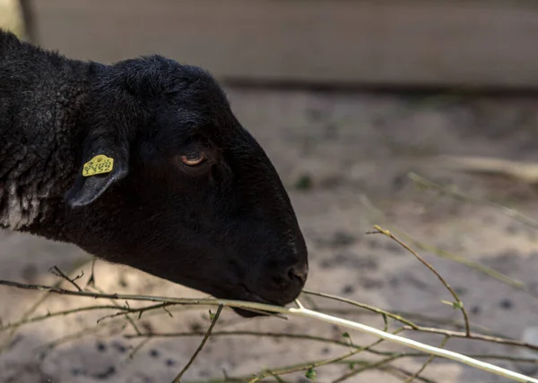 Preta Curar Ovelhas Comendo Casa Zoológico Riga — Fotografia de Stock