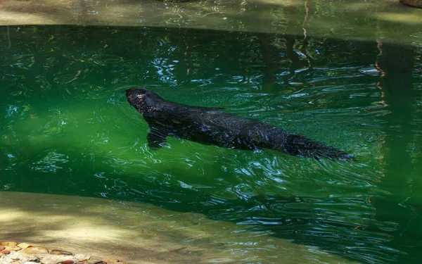 Foca Gris Nadando Tirón Agua Verde Casa Perro Mar Jardín — Foto de Stock