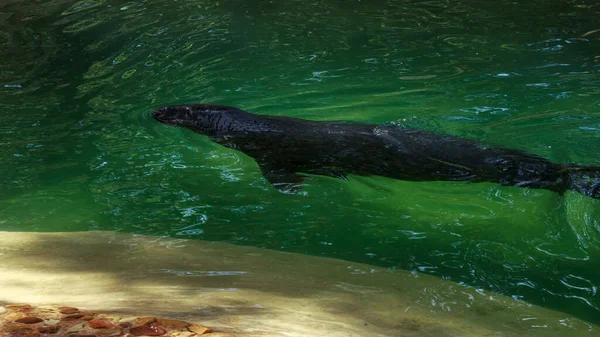 Foca Gris Nadando Tirón Agua Verde Casa Perro Mar Jardín — Foto de Stock