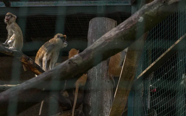 Brown fluffy monkey sitting in cage on tree, Riga zoo animal