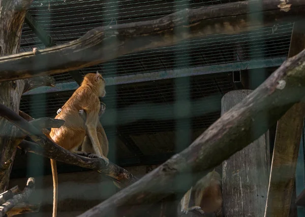 Singe Pelucheux Brun Assis Cage Sur Arbre Animal Zoo Riga — Photo