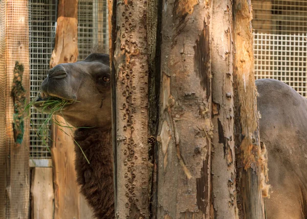 Knölval Brun Zoo Kamel Äter Grönt Gräs Riga Zoo Djur — Stockfoto