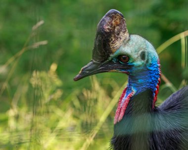Cassowaries are certainly striking to look at, with a vivid blue face, two red wattles hanging from their neck and a hollow helmet, known as a casque, atop their heads. clipart