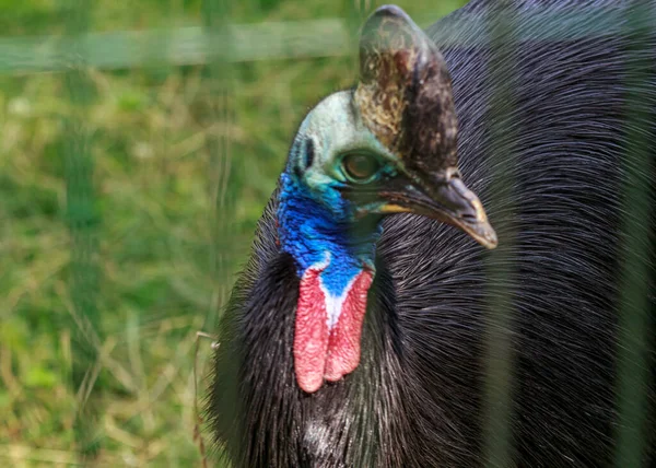 Cassowaries Certainly Striking Look Vivid Blue Face Two Red Wattles — Stock Photo, Image