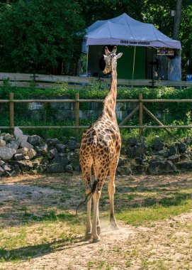 Riga Hayvanat Bahçesi 'nde zürafa Rothschildi, uzun boyunlu hayvan manzaralı.