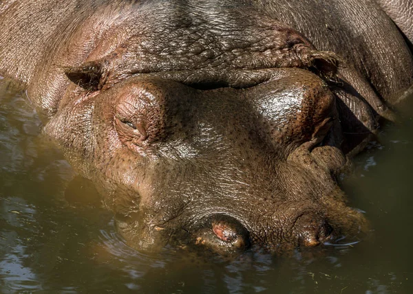 Stora Vatten Djur Flodhäst Simmar Poolen Huvudet Utanför Rigas Zoo — Stockfoto