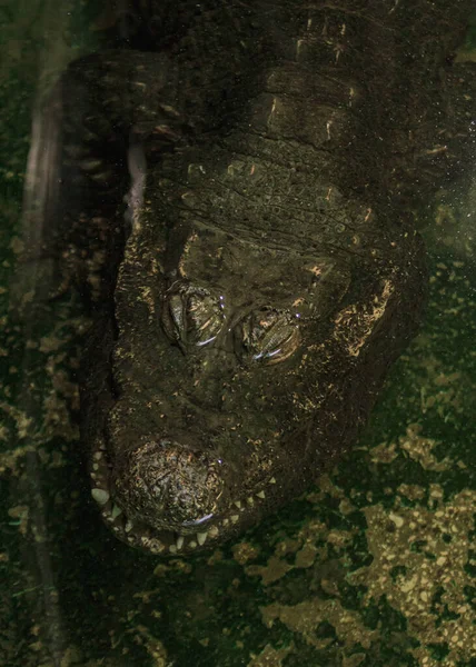 Réptil Crocodilo Com Mandíbulas Longas Cauda Longa Pernas Curtas Uma — Fotografia de Stock