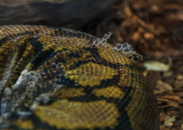 Pyton yılanı deriyi değiştiriyor, yakından desenli.