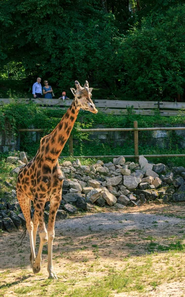 Riga Letland Juli 2020 Giraffe Rothschildi Riga Dierentuin Park Lange Stockfoto