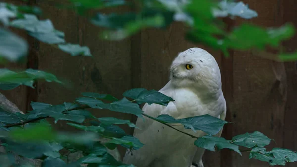 Белая Сова Пушистая Красивая Птица Мать Смотрит Вокруг — стоковое фото