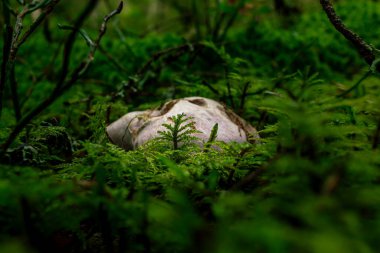 Mor mantarlar yeşil bir yağmur ormanında saklanıyor. Yosun kaplı toprak, solucan yemiş kap.