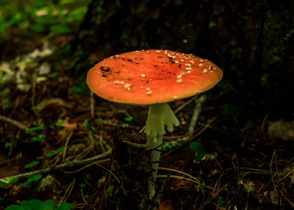 Champignon Orange Pois Blancs Plante Empoisonnée Par Coupe Mort Poussant — Photo