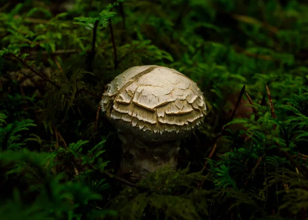 Empoisonnement Coupe Mort Blanche — Photo