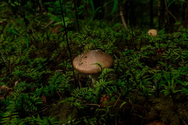 Champignons Bruns Poussant Dans Une Mousse Verte Forêt Tropicale — Photo