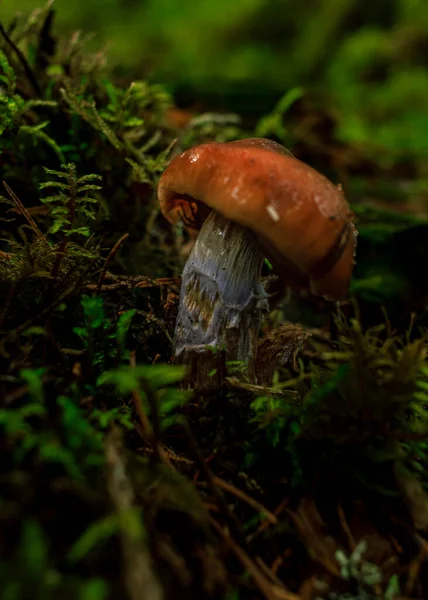 Champignons Bruns Pour Chiens Poussant Dans Une Forêt Tropicale Verte — Photo