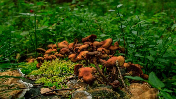 Грибы Коричневой Собаки Растущие Зеленом Дождевом Лесу Листья Черники — стоковое фото