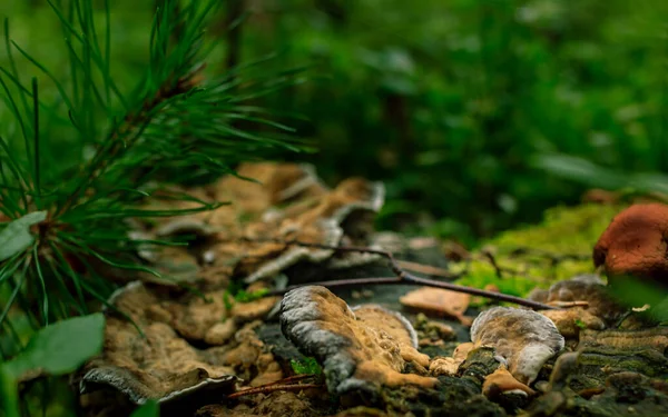 Светло Коричневые Собачьи Грибы Растущие Зеленом Тропическом Лесу Размытый Фон — стоковое фото