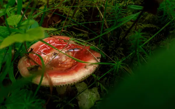 Champignon Feuilles Bouleau Rouge Caché Dans Mousse Verte Forêt Tropicale — Photo