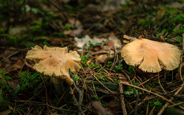 Gelbe Hundepilze Wachsen Einem Grünen Regenwald Blaubeerblätter — Stockfoto