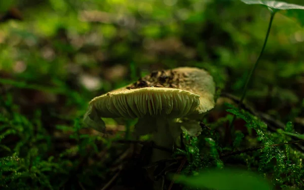 Light Brown dog mushrooms growing in a green rain forest, blur background