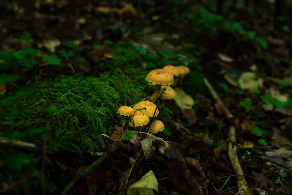 Champignons Bois Jaune Poussant Dans Arbre Vert Forêt Tropicale Mousse — Photo