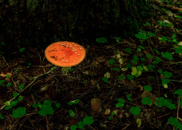 Champignon Rouge Pois Blancs Tasse Mortelle Plante Empoisonnée Poussant Dans — Photo