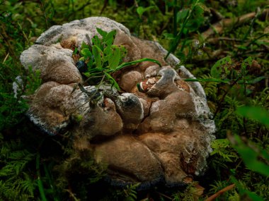 Yeşil yağmur ormanlarında yetişen büyük kahverengi mantar, yaban mersini bitkisi