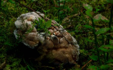 Yeşil yağmur ormanlarında yetişen büyük kahverengi mantar, yaban mersini bitkisi