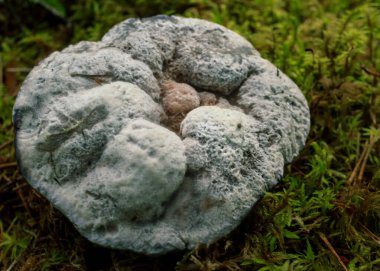 Yeşil yağmur ormanlarında yetişen büyük gri mantarlar.