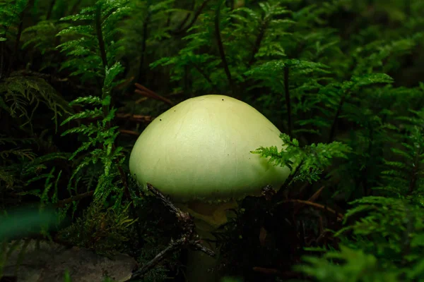 Champignon Jaune Tasse Mort Plante Empoisonnée Poussant Dans Une Forêt — Photo