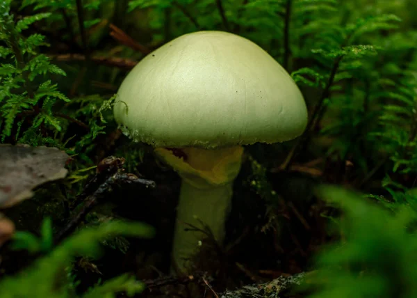 Champignon Jaune Tasse Mort Plante Empoisonnée Poussant Dans Une Forêt — Photo