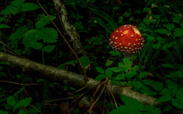 Cogumelo Vermelho Com Pontos Brancos Planta Poisen Copo Morte Crescendo — Fotografia de Stock