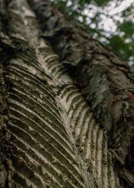 Geschnitzte Weichen Baum Ansicht Harzgewinnung Alte Methode Tehnique — Stockfoto