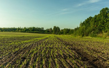 Yeni yeşil çimen çayırı, orman ağaçları arka plan, traktör sürücüsü zeminde gezinen yol bakış açısı