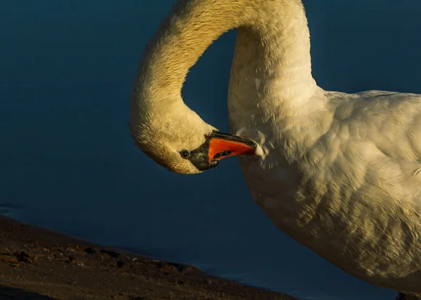Şehir Nehri 'nde güneş doğarken beyaz kuğu yıkama zamanı.