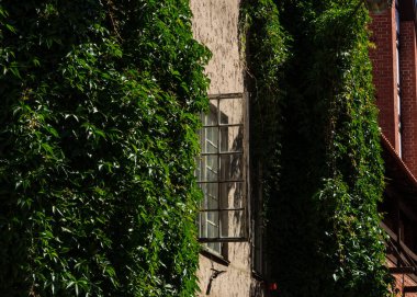 Riga, Letonya - 17 Temmuz 2020: Eski şehir binası yeşil bitkilerle kaplı, retro pencere açık