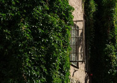 Riga, Letonya - 17 Temmuz 2020: Eski şehir binası yeşil bitkilerle kaplı, retro pencere açık