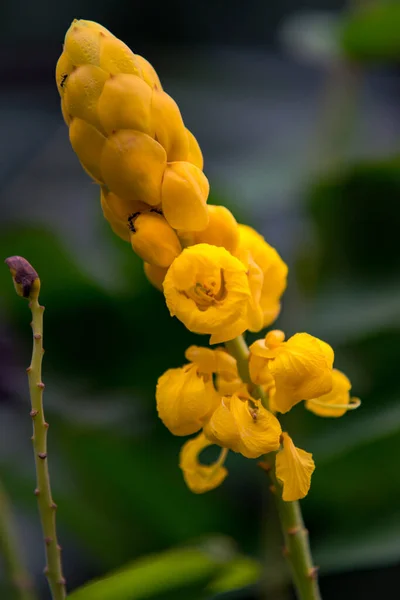 Senna Alata Květina Makru — Stock fotografie