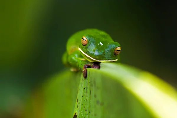 Groene Grog Het Bananenblad — Stockfoto