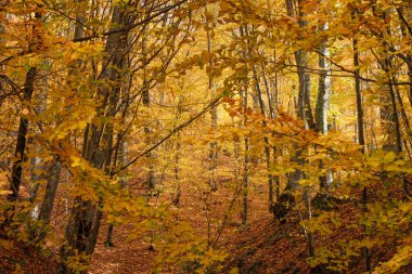 Sonbaharda Kayın Ağaçları Ormanı