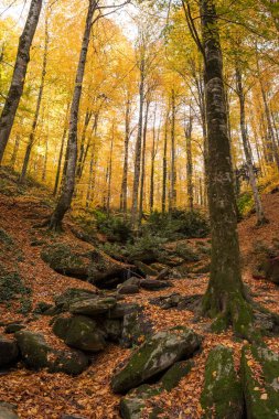 Sonbaharın Yaprakları ve Ağaçları