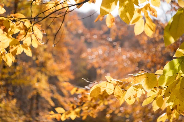 Hojas Haya Otoño —  Fotos de Stock