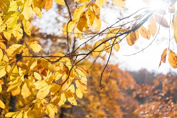 Hojas Haya Soleado Día Otoño —  Fotos de Stock